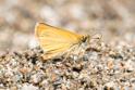 Essex Skipper (Thymelicus lineola).jpg